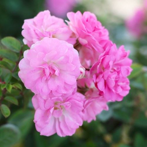 climbing roses