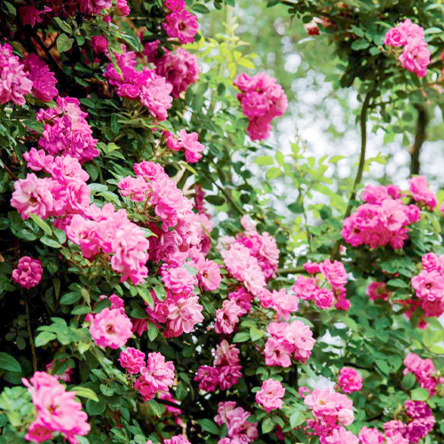 spring blooming roses