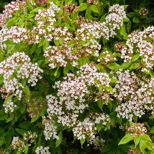 viburnum