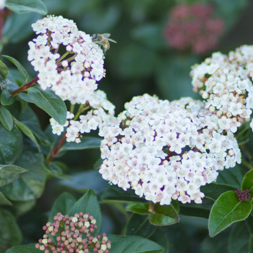 spring blooming viburnum