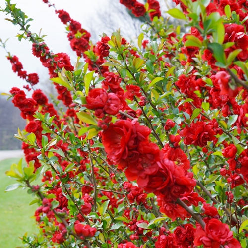 quince shrub