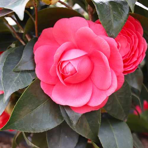 camellia flower