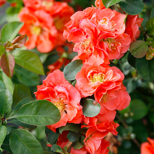 flowering quince