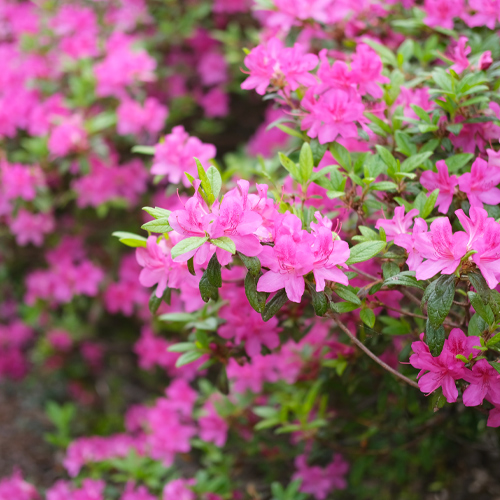 azalea shrub