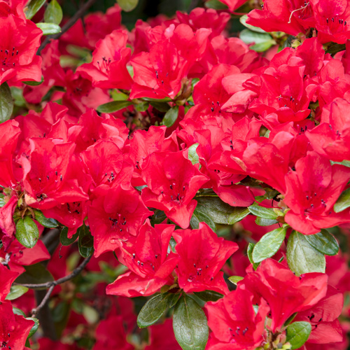 azaleas