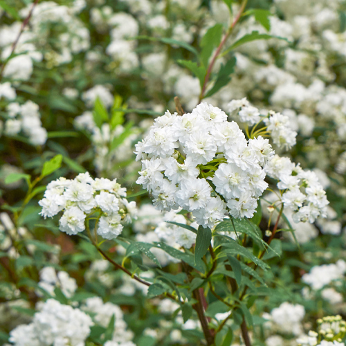 spirea