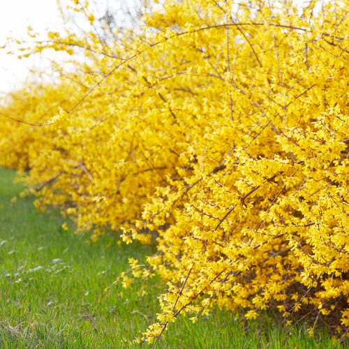 forsythia