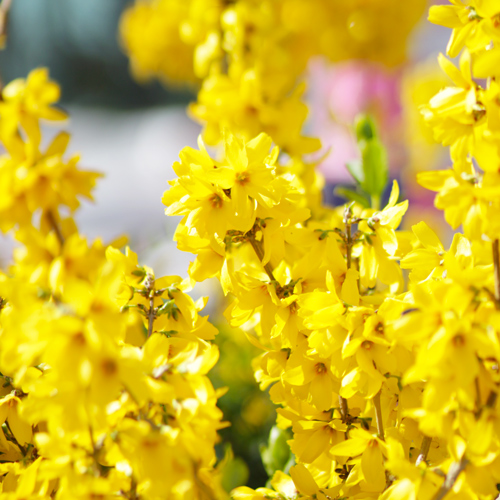 golden yellow forsythia