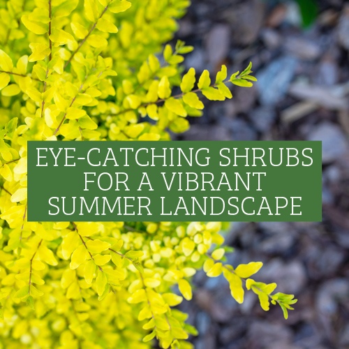 Shrubs for a Vibrant Summer Landscape