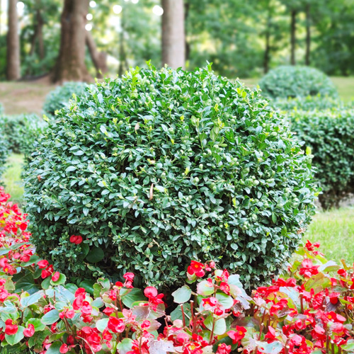 boxwood shrub