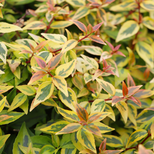 Abelia shrub