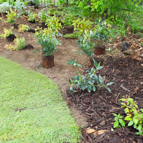 how to plant shrubs