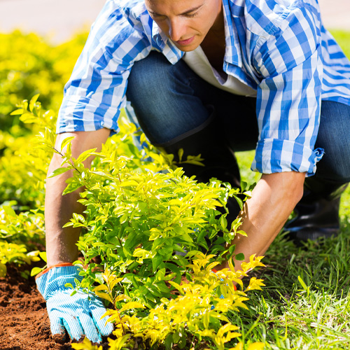 planting shrubs