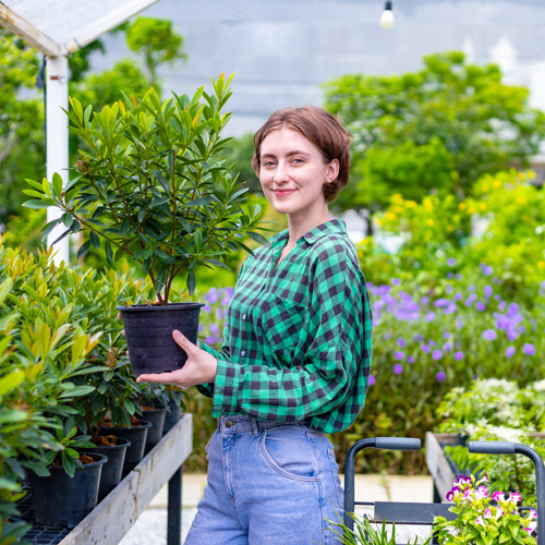 planting summer shrubs