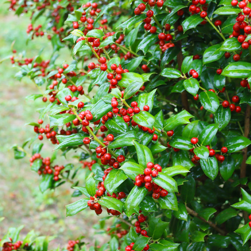 holly bush