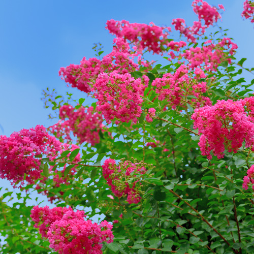 summer crapemyrtles