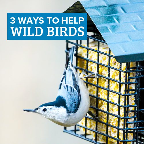 3 Ways to Help Wild Birds | Calloway's Nursery