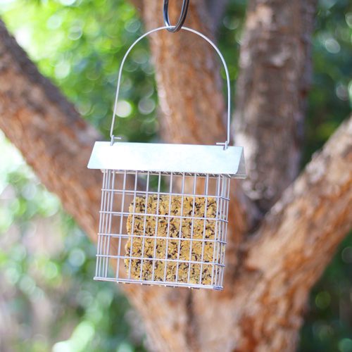 Suet Feeder | Calloway's Nursery