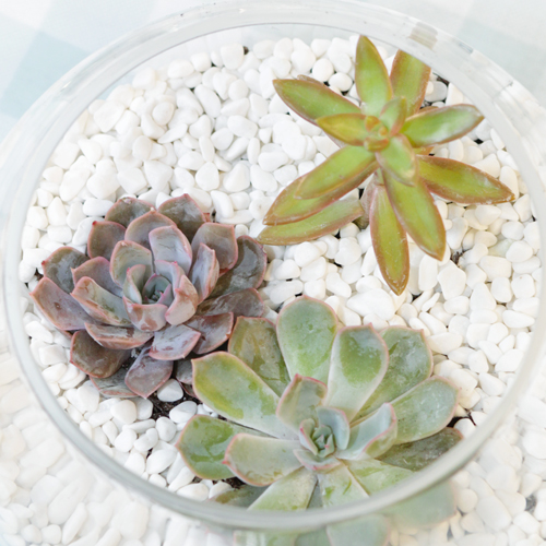 planting a terrarium