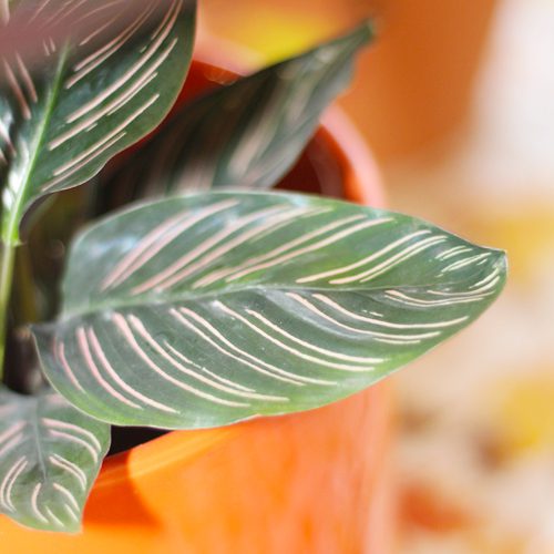 Calathea Plant for Thanksgiving-Inspired Planter Ideas | Calloway's Nursery