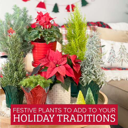 Festive Plants to Add to Your Holiday Traditions