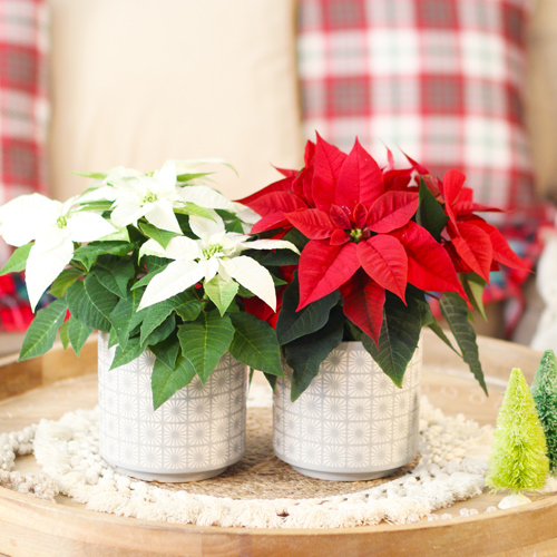 poinsettias