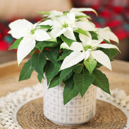 princettia poinsettia