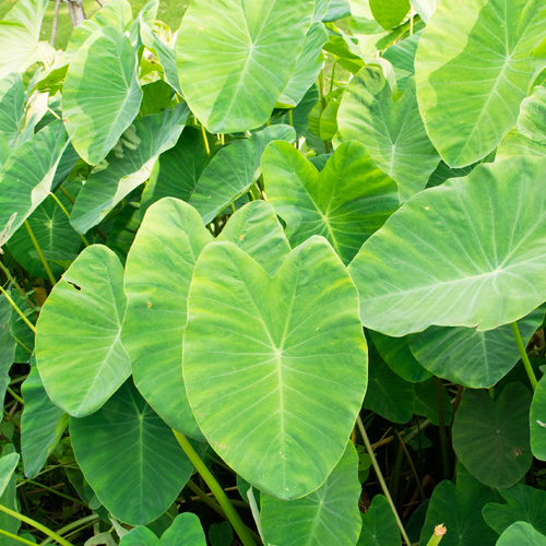 elephant ear plants