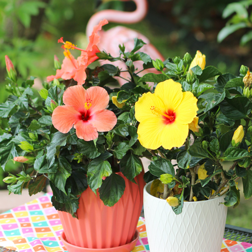 tropical hibiscus
