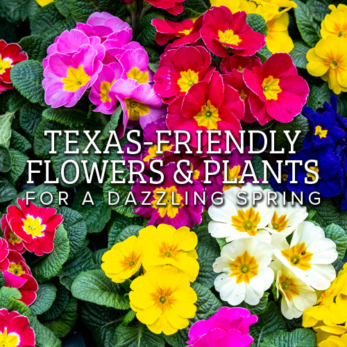 Vibrant Flowers & Plants for the Texas Homeowner