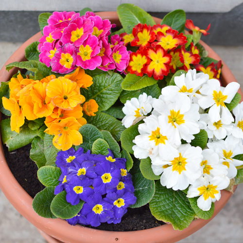 primrose container