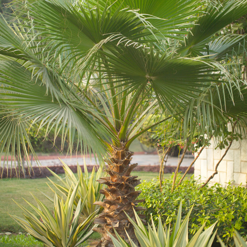 windmill palm tree