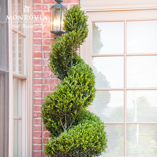 Emerald Colonnade® Holly Topiary