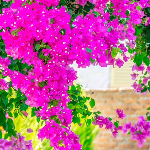 Bougainvillea