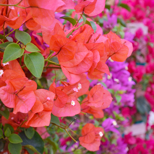 Bougainvillea blooms