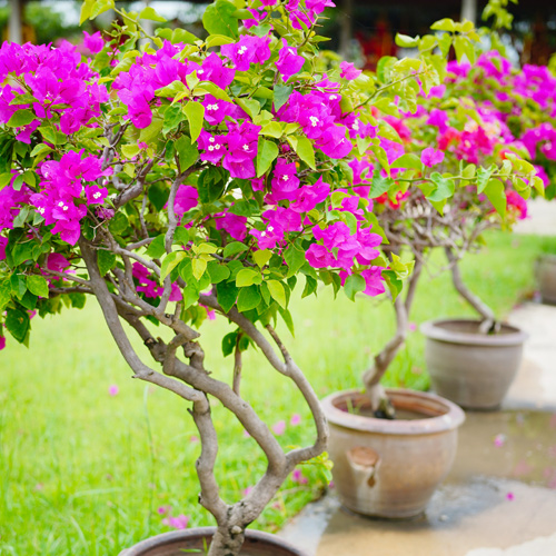 Bougainvillea container garden