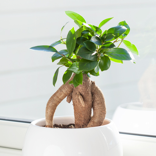 Ginseng Ficus Bonsai