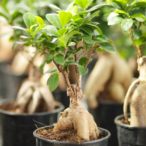 Ficus Bonsai