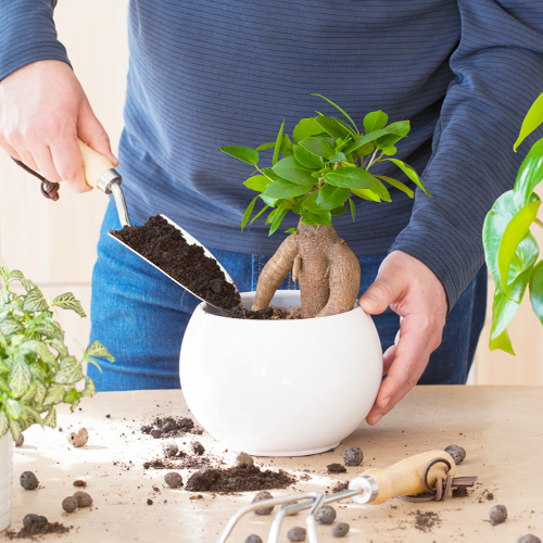 Ginseng Ficus