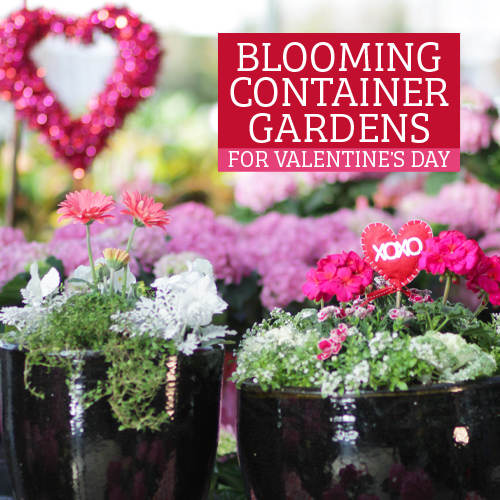 Creative Container Ideas for a Lush Valentine's Day