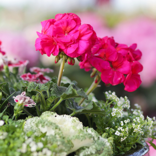 pink geraniums