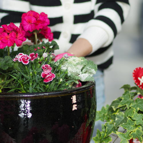 carnations