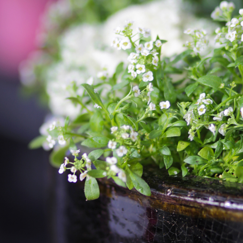 alyssum