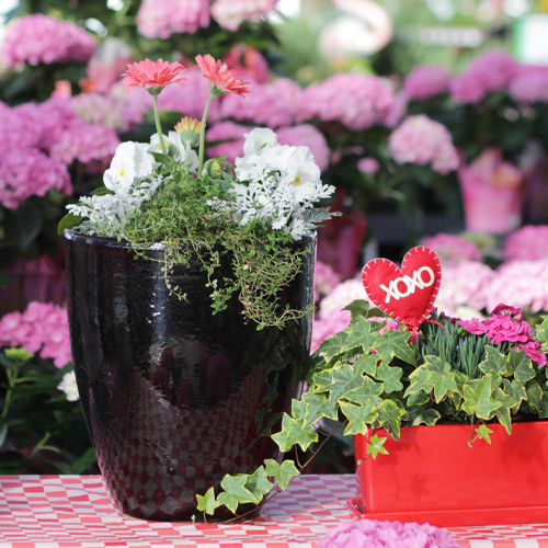 DIY Valentine's Day Container Gardens