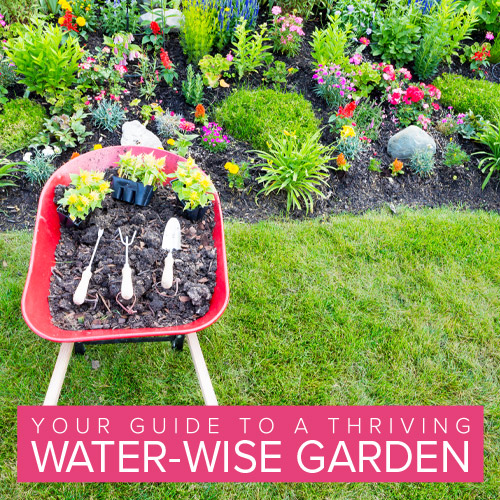 4 Simple Steps to a Low-Water Garden Paradise