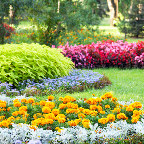 waterwise flowering plants