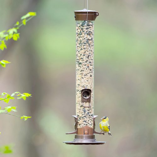 bird seed feeder