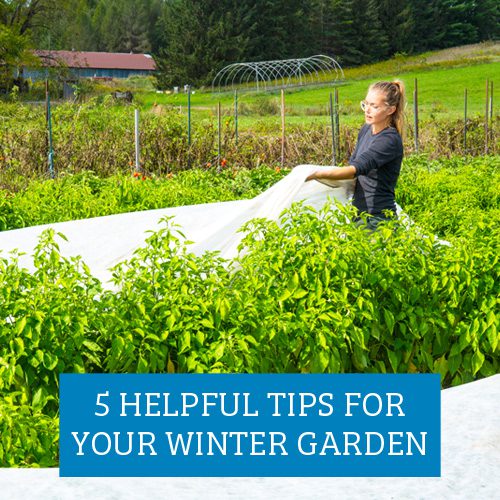 5 Tips for Winter Garden | Calloway's Nursery