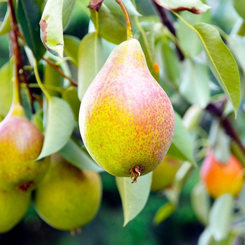 Planting Pears for Winter Garden | Calloway's Nursery