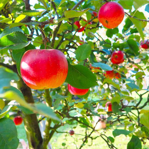 Planting Apples for Winter Garden | Calloway's Nursery